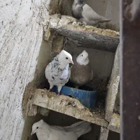 کبوتر|پرنده|بهبهان, |دیوار