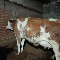 تلیسه عروسک|حیوانات مزرعه|زنجان, |دیوار