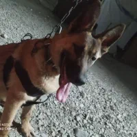 سگ ژرمن شپرد مالینیوز|سگ|سراوان, |دیوار