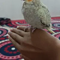 عروس هلندی با مرغ عشق