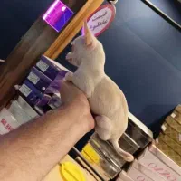 شیواشیوا نر