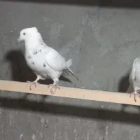 طوقی زرین شکلاتی و هفرنگ و آبی و آجری و دم سفید|پرنده|بافق, |دیوار