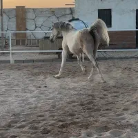 مادیان عرب ۶ دانگ دمگیر|اسب و تجهیزات اسب‌سواری|تهران, پاسداران|دیوار