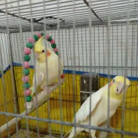 عروس هلندی|پرنده|قم, سرحوض|دیوار