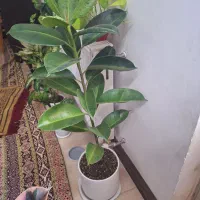 گلدان فیکوس ابروبادی