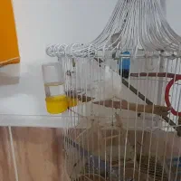 پرنده