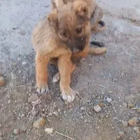 توله سگ عراقی نر