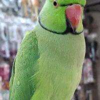 طوطی ملنگو|پرنده|تهران, کیانشهر|دیوار