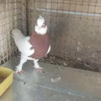 دوتا ماده جوان