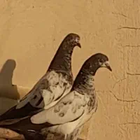 پرنده کبوتر