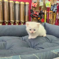 واگذاری گربه بریتیش/پرشین اصیل|گربه|ساری, |دیوار