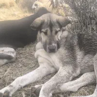 سگپژدر|سگ|سرپل ذهاب, |دیوار