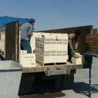 تولیدکننده آجرنما لفتون زردوقرمز*آجرنما ده سوراخ|مصالح و تجهیزات ساختمان|ریگان, |دیوار