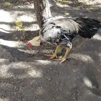 خروس لاری صابونی ۶ ماهه|حیوانات مزرعه|مشهد, امیرآباد|دیوار