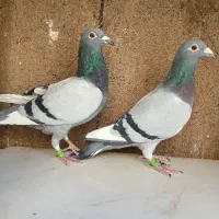 کبوتر پلاکی مسافت بلند|پرنده|قم, پامنار|دیوار