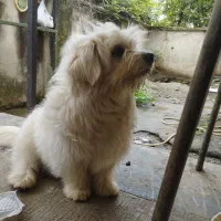 سگ پشمالو تریئر