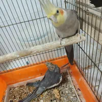 عروس هلندی|پرنده|میانه, |دیوار