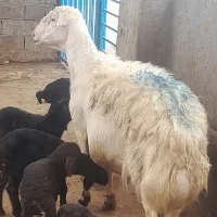 قوچ اصلاح نژاد اصیل