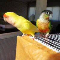 دو عدد کوتوله برزیلی ماده