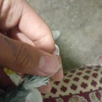 قارایی تخت دم بدونه قلت|پرنده|فارسان, |دیوار