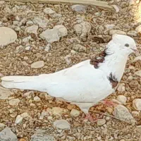 طوقی و سفید|پرنده|بندر دیر, |دیوار