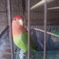 ی جفت طوطی برزیلی با جوجه