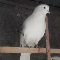 کبوتر شمرونی