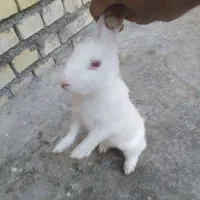 خرگوش