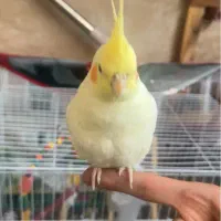 گم شده مژدگانی ۲ تومن|حیوانات|نیشابور, گنبد سبز|دیوار