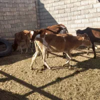 گوساله . گاو .تلیسه|حیوانات مزرعه|میمه, |دیوار