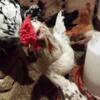 تخم نطفه دار گلین|حیوانات مزرعه|قم, بکایی|دیوار