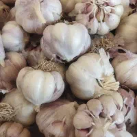 سیر کویر|خوردنی و آشامیدنی|شاهرود, |دیوار