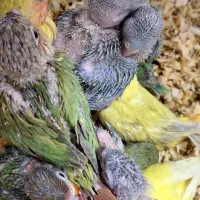 گرینچیک.ملنگو.شاه طوطی.سرلاکی.دونخور