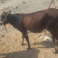 گاو ابستن