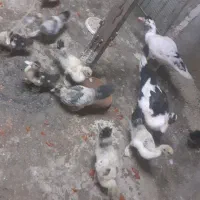 اردک اسرائیلی