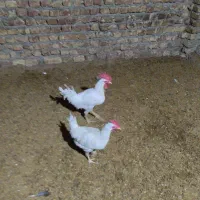 خروس|پرنده|فلارد, |دیوار