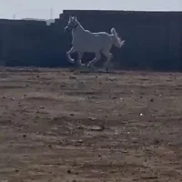 اسب مادیون|اسب و تجهیزات اسبسواری|بندر گناوه, |دیوار