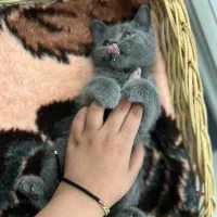 بچه گربه های اصیل|گربه|تهران, شهرک پرواز|دیوار