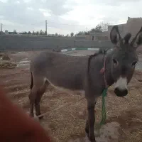 الاغ جوان و خر نر