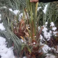 فروش انواع درخت نخل با قیمت مناسب|خدمات باغبانی و درختکاری|آران و بیدگل, |دیوار