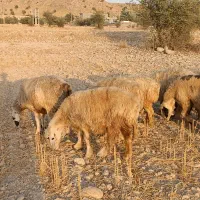فروش 32 راس میش داشتی ناز آبستن ترکی بختیاری|حیوانات مزرعه|کازرون, |دیوار