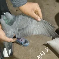 کبوتر پرشی به شرط همه چی|پرنده|سقز, |دیوار