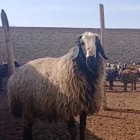 قوچ درجه یک شال اصیل اصیل