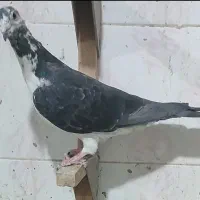 سه تا جفتی زرد وشامی روشن 6تاماده شهری کبوتر|پرنده|شیراز, هفت تنان|دیوار