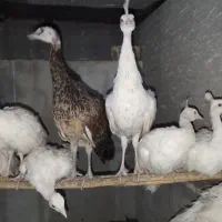 طاووس بالغ و جوجه طاووس هندی و سفید|پرنده|تهران, ترمینال جنوب|دیوار