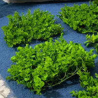 گل طبیعی در حال رشد|گل و گیاه طبیعی|تهران, جی|دیوار