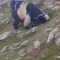 تیشتر تخمی|حیوانات مزرعه|مسجد سلیمان, |دیوار