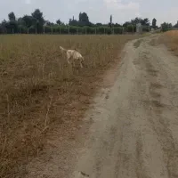 سگ پنجه بزرگ ۳ ماهه