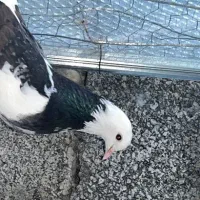 ماده شازده تیکه پاره