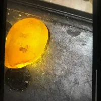 Sang frosh fori|کلکسیون اشیاء عتیقه|قوچان, |دیوار